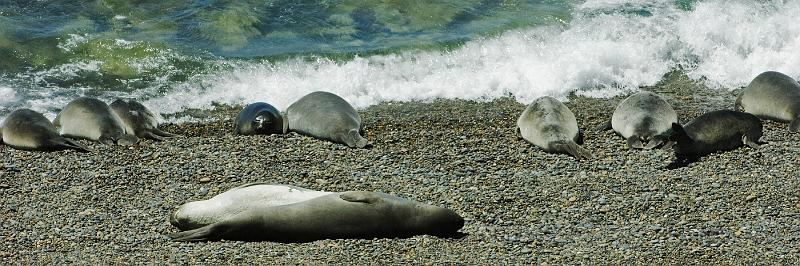 20071209 122612 D2X 4200x1400.jpg - Sea Lions on the Peninsula Valdes (Caleta Valdez), Argentina